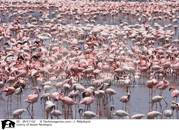 Kolonie Zwergflamingos / colonyof lesser flamingos / JR-01102